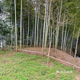 地理位置： 宜兴  约着去朋友家挖笋