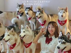 -Husky Go! 哈士奇体验馆·宠物咖啡厅狗咖
