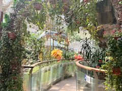 -正佳雨林生态植物园