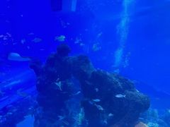 -成都浩海立方海洋公园