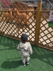 -萌宠亲子动物乐园(槐房万达店)