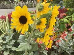 -福田红树林生态公园