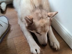 -Husky Go! 哈士奇体验馆·宠物咖啡厅狗咖