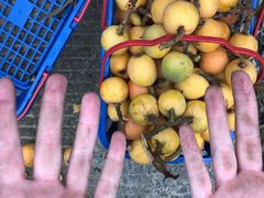 -塘栖枇杷特色园区