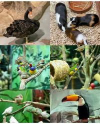 -Zoolung Zoolung动物主题公园(海信广场店)