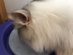 -MOYOYO猫咪咖啡店