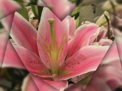 -静岸花卉园艺(三星坊店)