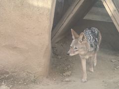 -石家庄市动物园