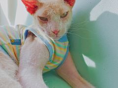 -猫在这儿猫咪咖啡馆·撸猫馆