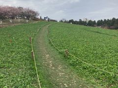 -秀丽东方