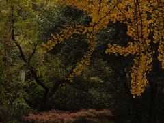 -伯先公园