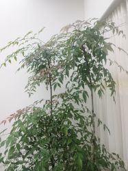 -HEYAN荷妍专业脱毛连锁机构