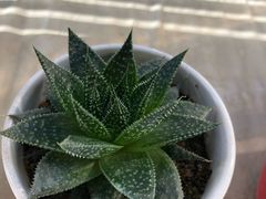 -秦美花卉(天朗·莱茵小城2期店)