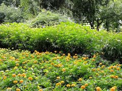 -成都市活水公园