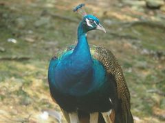 -泉州海丝野生动物世界