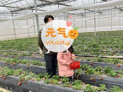 -喜杨洋草莓采摘园