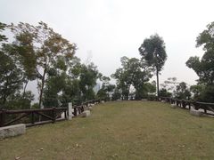 -银湖山郊野公园-相思林