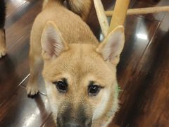 -豆柴町-柴犬主题狗咖(红鼎国际C座店)