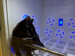 -PETKIT小佩宠物·低压洗护(国顺东路店)