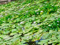 -建华生态湿地百荷园