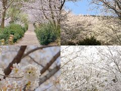 -苏州上方山国家森林公园