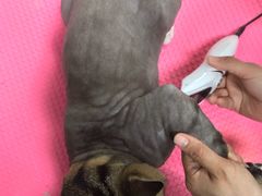 -宠福鑫康馨动物医院·骨科·眼科