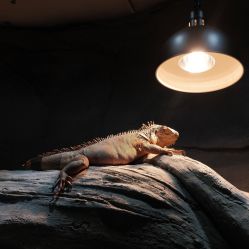 -Zoolung Zoolung动物主题公园(海信广场店)