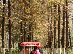 -合肥滨湖国家森林公园