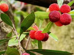 -东山风景区(洞庭东山)
