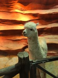 -酷嗒动物文化乐园(cutezoo西溪乐天城店)