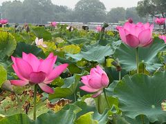 -石家庄市植物园