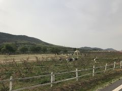 -大连铭湖国际观光牧场