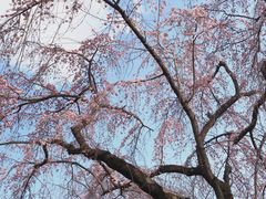 -京都御所