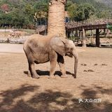 好像80一小时里面还有一个保育园，有刚出生的小狮子