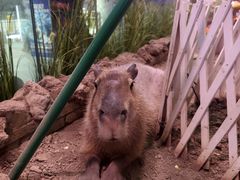 -正佳雨林生态植物园
