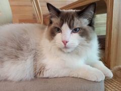 -喵屿·大理花园猫咖