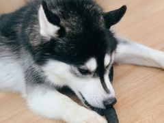 -Husky Go! 哈士奇体验馆·宠物咖啡厅狗咖
