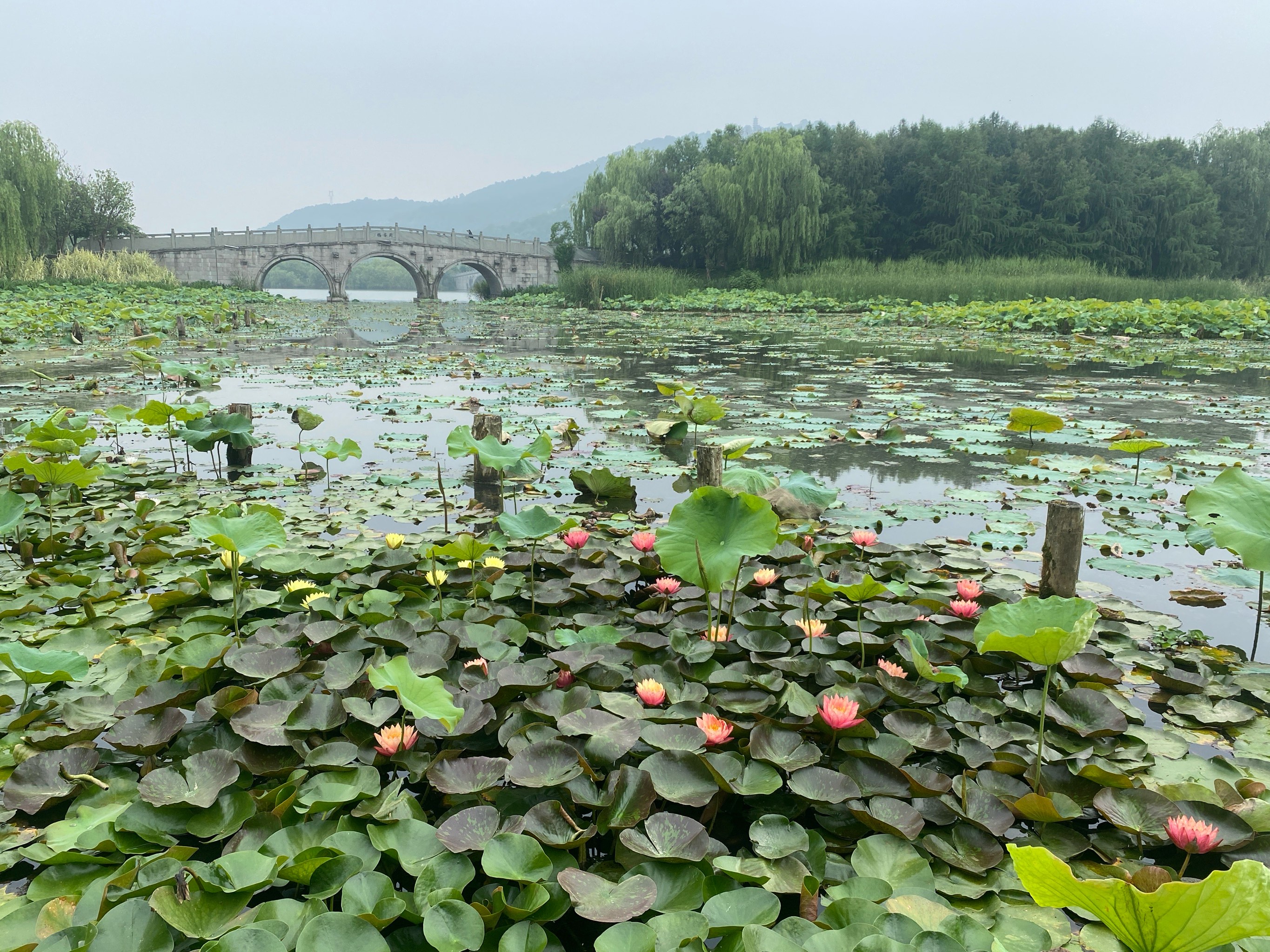 萧山湘湖花海图片