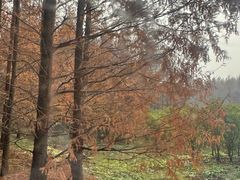 -黄海国家森林公园