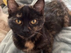 -平行世界·猫咖(首经贸店)