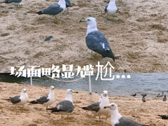 -海驴岛(荣成市)