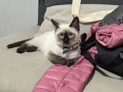 -Bastet sally猫舍购宠(静安店)