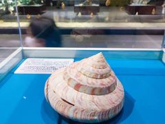 -青岛贝壳博物馆