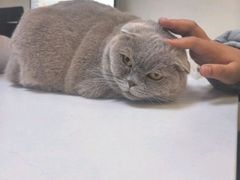 -全心全意连锁动物医院·特色中医诊疗(会城门分院)