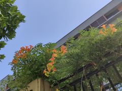 -循礼门鲜花花市(武汉循礼门店)