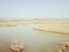 -盐城丹顶鹤湿地生态旅游区