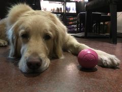 -百好乐宠物友好餐厅(朝外大街店)