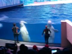 -珠海横琴长隆《卡卡虎奇遇记》