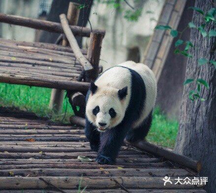 熊猫基地游玩攻略～可爱的大熊猫🐼