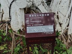 -古榕公园